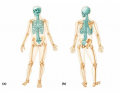 Gene Kelly's Axial Skeleton