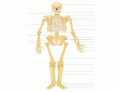 Appendicular Skeleton Labeling