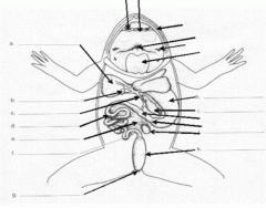 Lac Operon Repression Quiz
