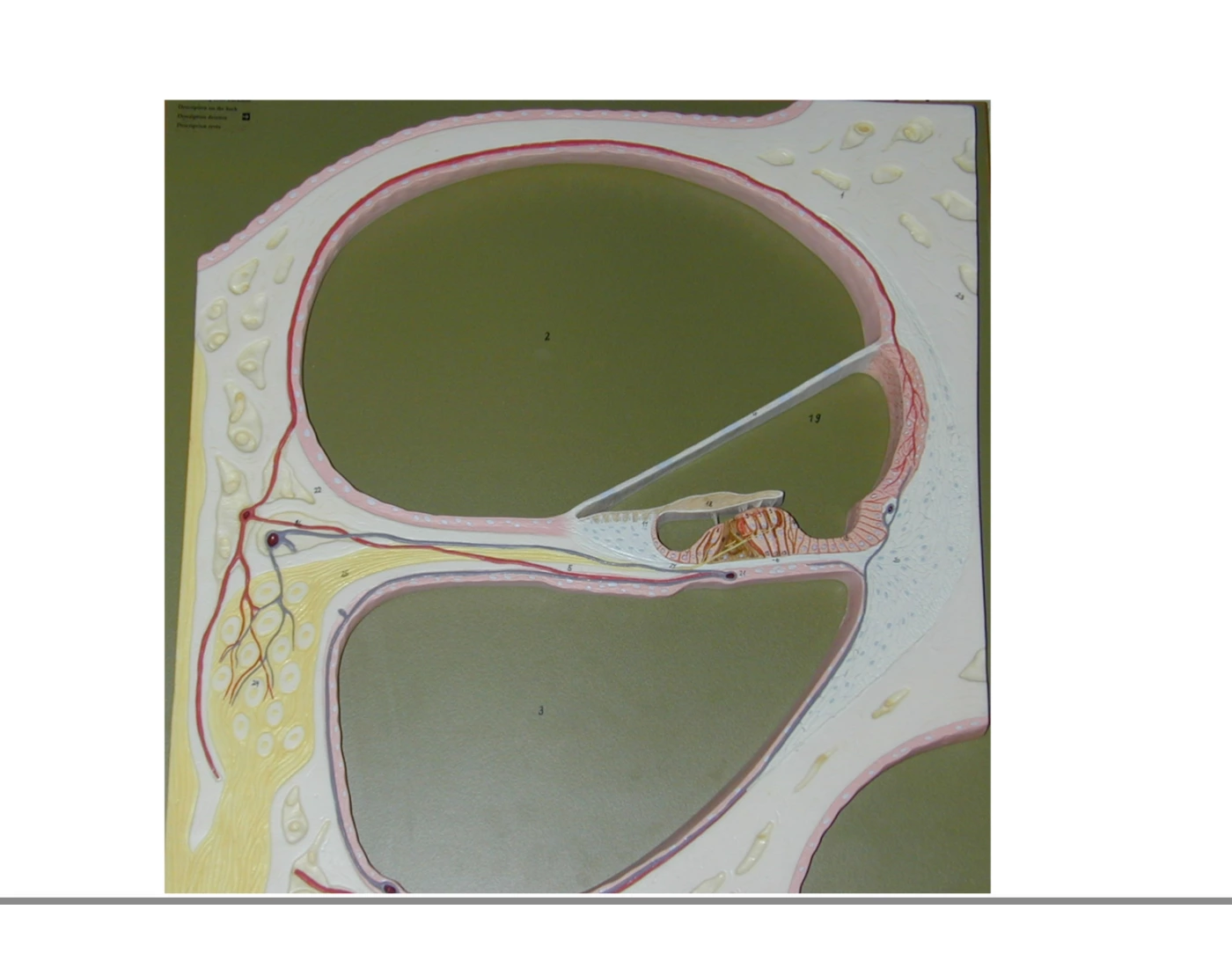 Colchea Ear Ear Cochlea Quiz