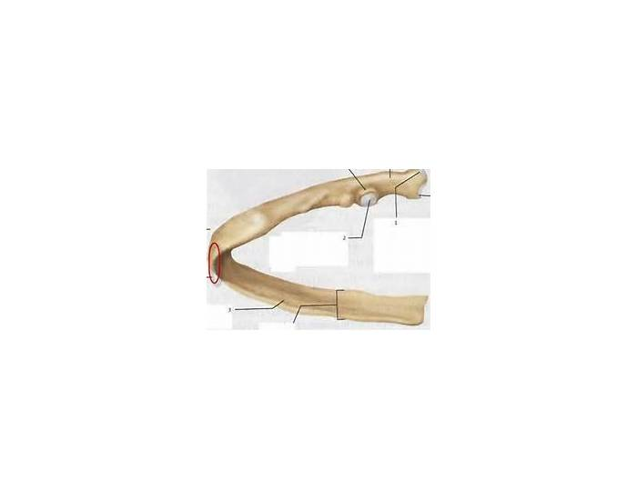 1 Small Rib Single Rib Anatomy Quiz
