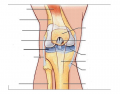 Anterior Knee Joint