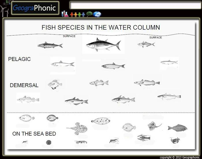 Column Fish Fish species in the UK water column — Printable Worksheet