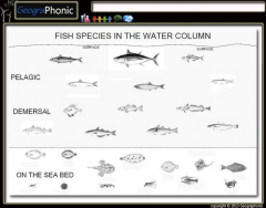 Fish species in the UK water column