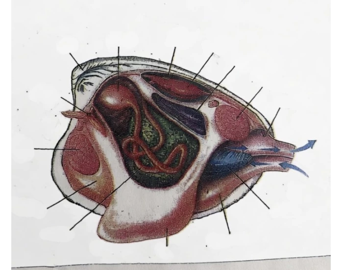 Skipjack Dissection Digram Clam Dissection Diagram — Printable Worksheet