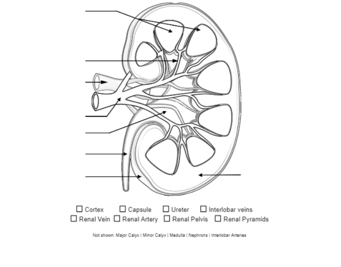 Structure of a Kidney: Black and White Picture Quiz