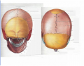 Human Skull: Posterior/Superior