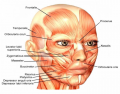 Face & Neck Muscles by Function