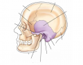 Figure 12 Temporal Bone (Lateral View)