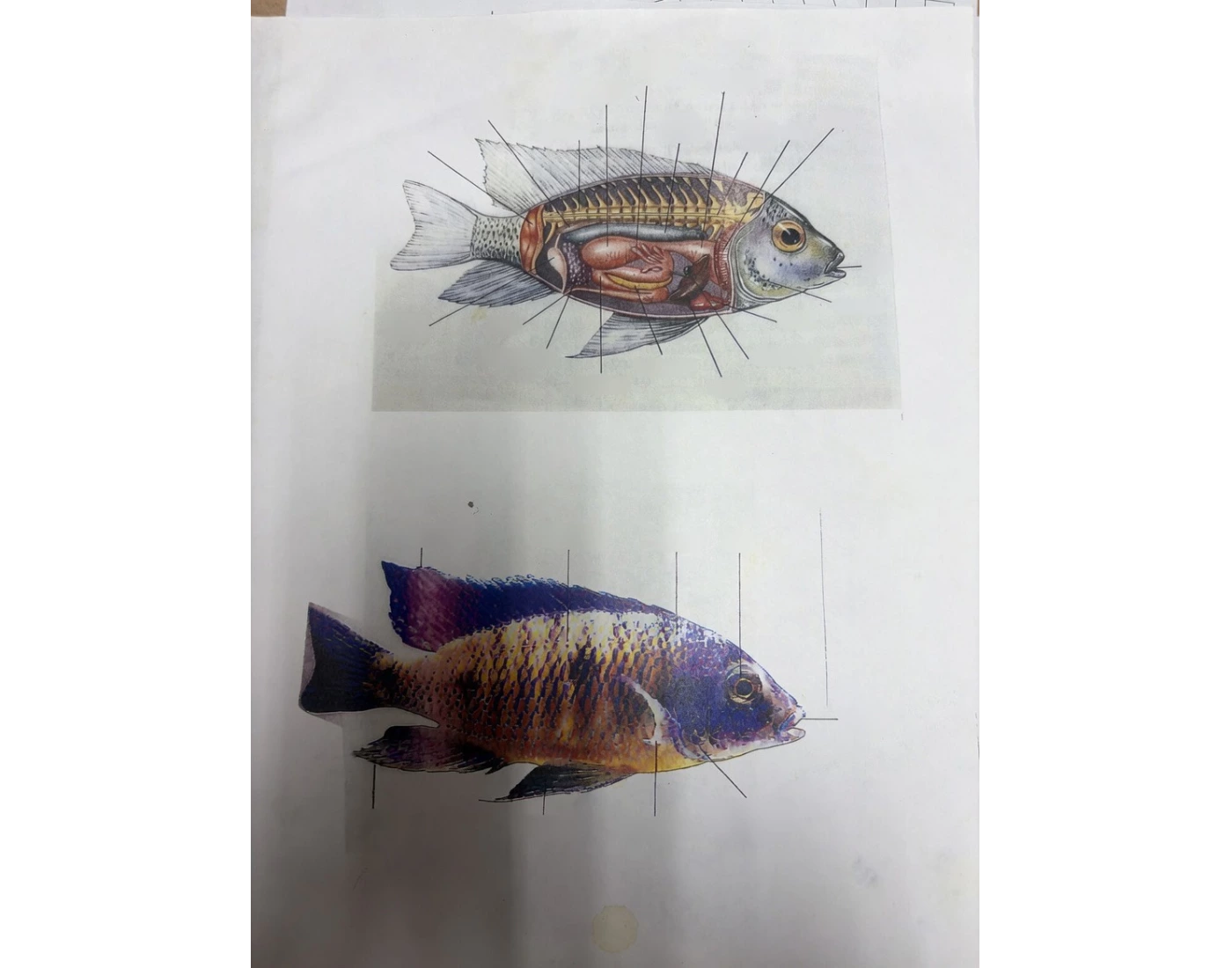 Vintage Fish Dissection Drawing fish dissection diagram — Printable Worksheet