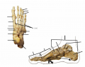 Human Foot Bones