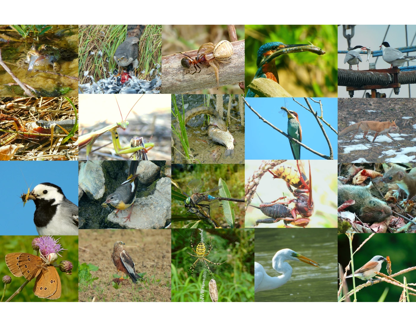Some predators in action Quiz
