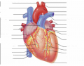 External anterior heart labeling