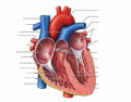 Frontal heart section