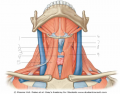 Muscles of the Anterior Neck