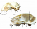 Cat Skull (Sagittal Section & Lateral View)
