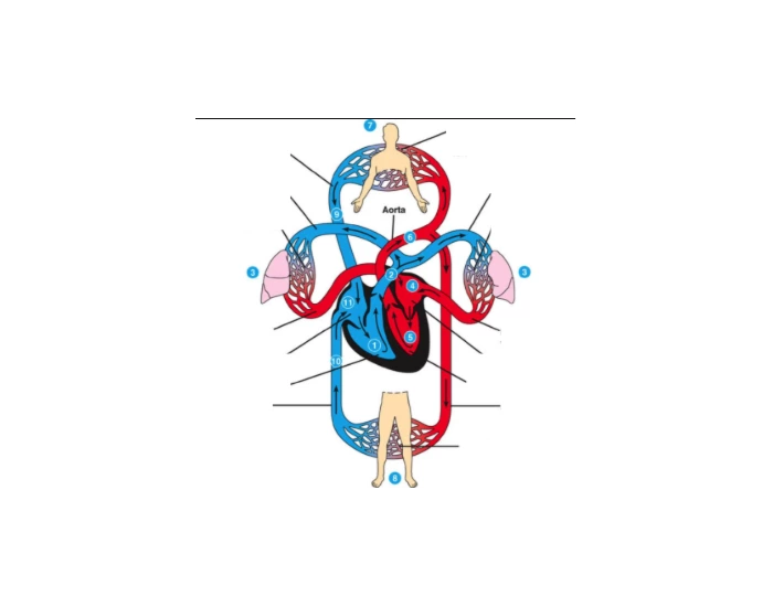 Science Test Structures Structure of the heart/cardiovascular system quiz