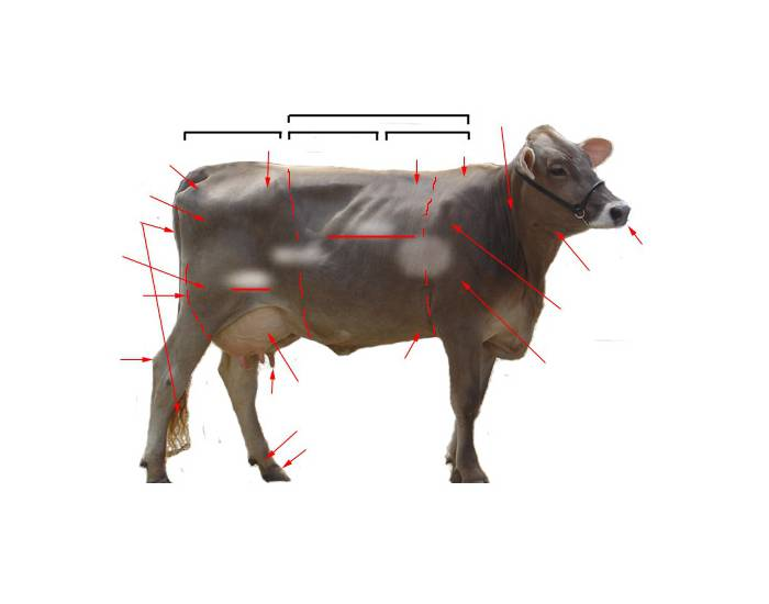 Cow Taphonomy Cow Anatomy Game Cow | Description, Heifer, & Facts | Britannica