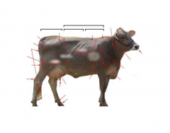 Basic Cow Anatomy