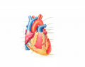 Exterior Anterior Heart