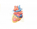 Exterior Posterior Heart