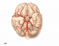 Brain Arteries Inferior View