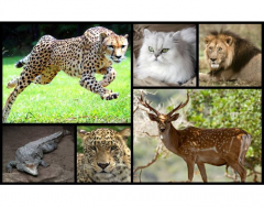 National Animals of Iran