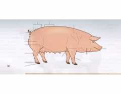 Basic Pig Anatomy