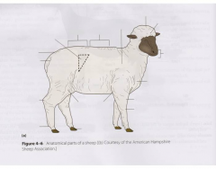 Basic Sheep Anatomy