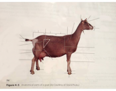 Basic Goat Anatomy