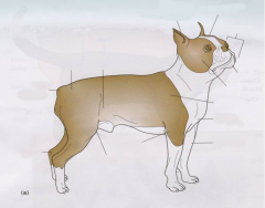 Basic Dog Anatomy