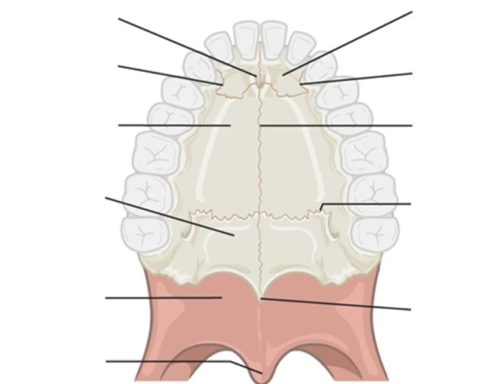 Hard Palate Structures — Printable Worksheet