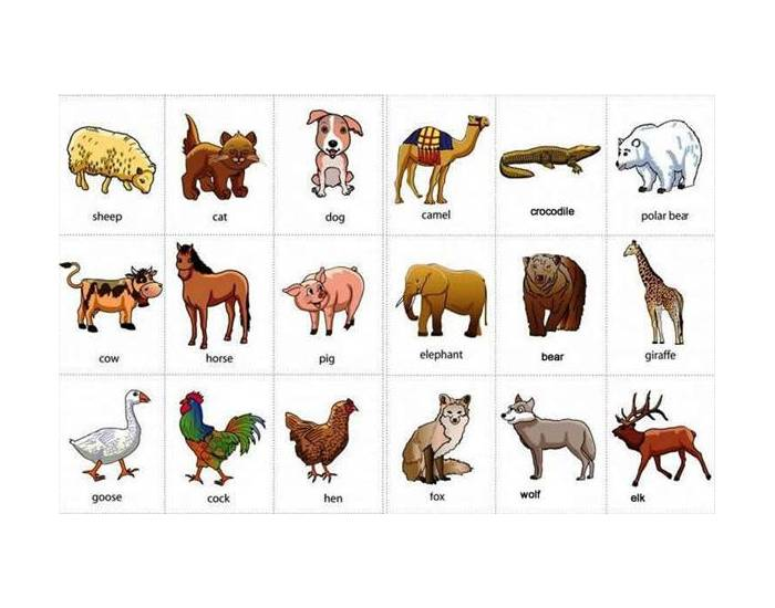 Polish vocabulary - Animals 1 Quiz