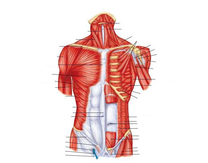 Appendicular Muscles of the Trunk Quiz