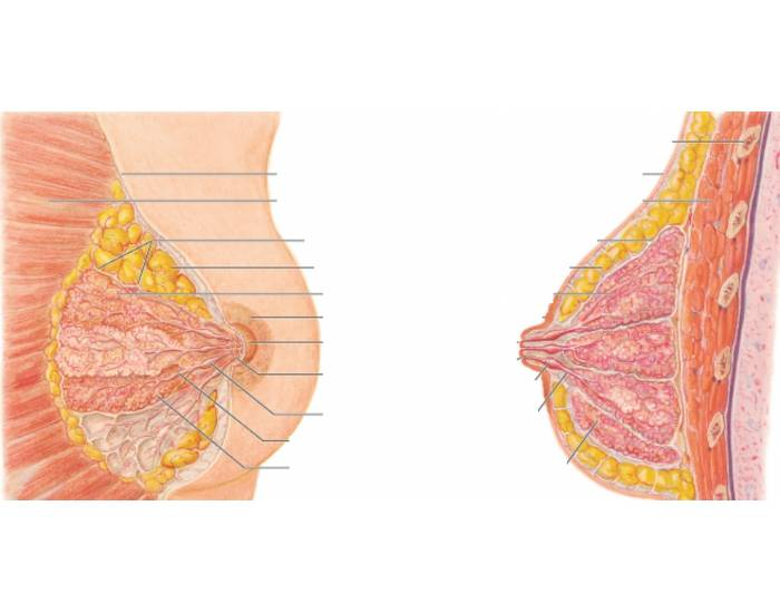 Female Breast Anatomy Quiz
