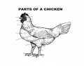 Chicken Parts ID