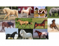 Horse Breeds Quiz 2