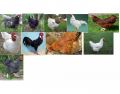 Breeds of chickens