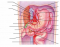 Arteries of the abdomen view 2