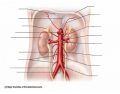 Arteries of the abdomen view 3