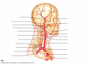 Arteries of the head, neck and brain