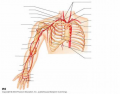 Arteries of the right upper limb and thorax