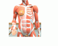 Anterior chest and abdomen