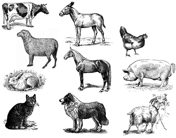 10 Domestic Animals in Icelandic Quiz