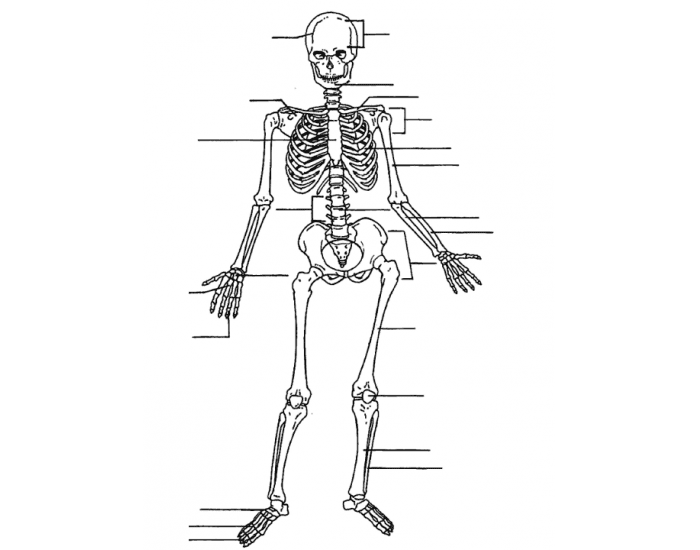 Human Skeletal System Quiz