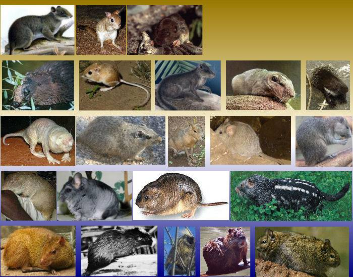 Rodent Collage Rodent families 1 — Printable Worksheet