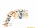 Veins of the right upper limb and shoulder
