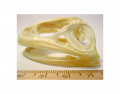Frog Skull - Lateral View