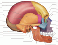 Cranium and Facial Bones