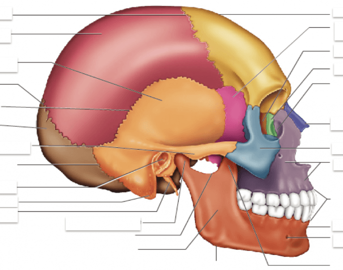 facial bones labeled